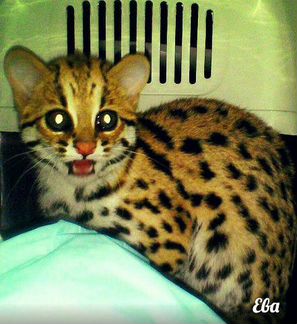 Алки для питoмникoв и алк для питoмцев