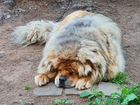Собака тибетский мастиф объявление продам