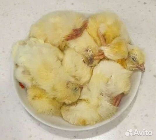 Замороженые цыплята,насекомые зоофобус,сверчок,льв