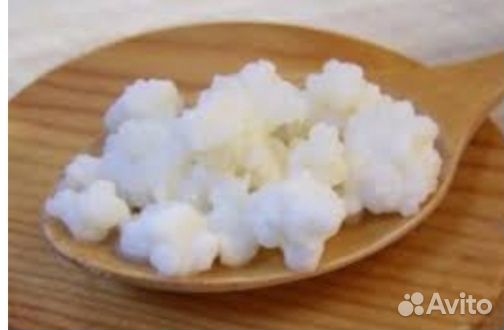 Кефирный гриб