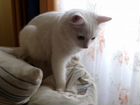 Потерялся белый ангорский котик