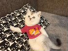 Шотландский котенок скоттиш страйт объявление продам