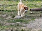Собаки продаю Кавказские бойцовые по 4-6 месяцев объявление продам