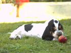 Бассет-хаунд щенок красивого окраса
