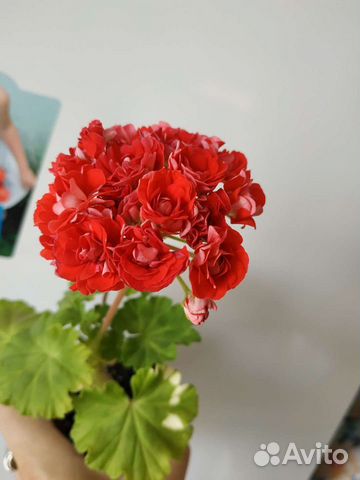 Купить цветы пеларгонии на авито цветы доставка г новороссийск
