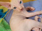 Канадский сфинкс котенок