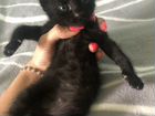 Котята в добрые руки (Мама - японский бобтейл) объявление продам