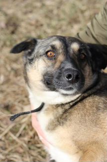 Небольшая собачка Лира в самые лучшие руки