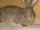 Кролик бельгийский великан (Ризен ) объявление продам