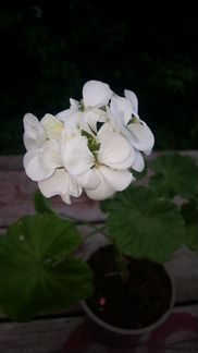 Пеларгония герань