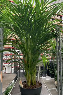 Пальма хризалидокарпус арека 170 см