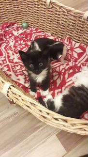 Кошка
