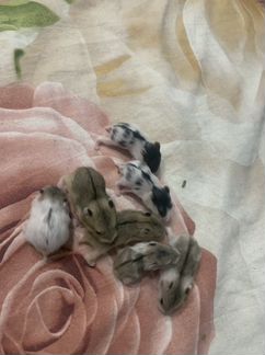 Джунгарский хомяк