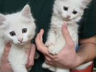 Турецкая ангора, котик и кошечка, 2 месяца объявление продам