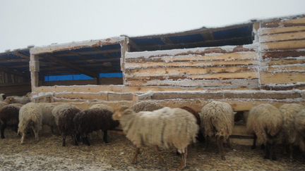 Инвестиции в овцеводство без рисков