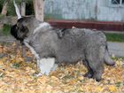 Кавказская овчарка, щенки и подростки объявление продам