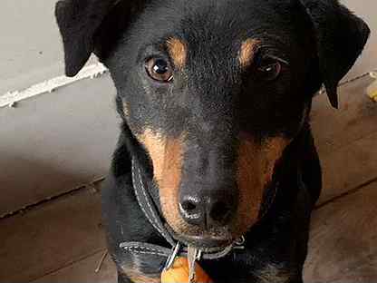 sobaki i shenki porody yagdterer kupit nedorogo v penze ceny na sobak avito