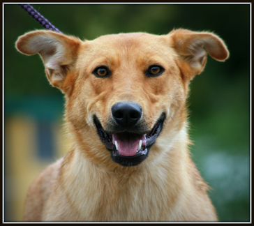 Возьми собаку из приюта