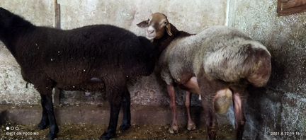 Овцы Бараны Геcсарской породы курдючные - фотография № 3