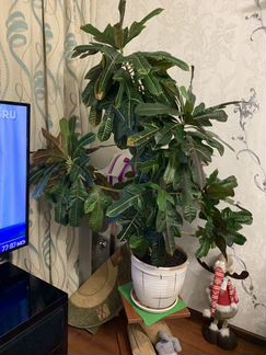 Кротон (декоративно-лиственное растение)