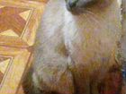 Сиамская кошка отдадим кошку с её пренодлежностями