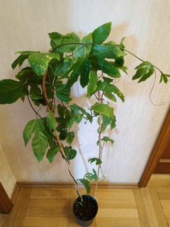 Маракуйя,Кофе,Мушмула Киви Папайя, Гранаты