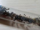 Messor structor степной муравей жнец