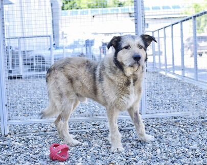 Собака в дар в добрые руки