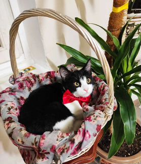 Феликс котенок котик в добрые руки