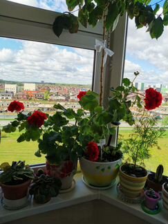 Герань махровая белая, красная