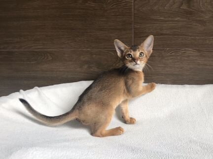 Абиссинские Сэм и Сима