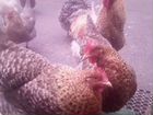 Цыплята и инкубационное яйцо породистых кур