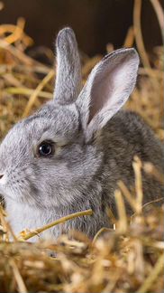 Кролики Новозеландские, Великан Серый