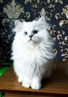 Британская длинношерстная шиншилла