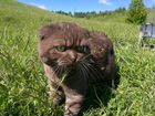 Шотландский кот для вязки