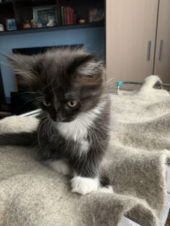 Кошечка 2месяца,метисочка с ангельским характером