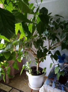 Гибискус китайский