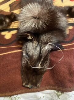 Мех чернобурки