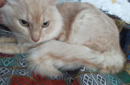Ласковый котик