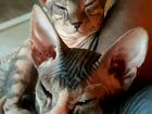 Донской сфинкс тигровые котята объявление продам