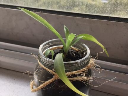 Хлорофитум маленький (комнатные растения)