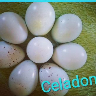 Celadon, селадон