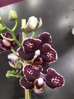 Фаленопсис мультифлора Беллинциона бабочка