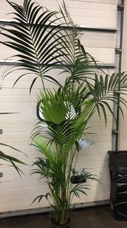 Пальма Ховея XXL H 220 см