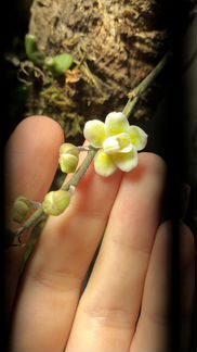 Орхидея Chiloschista viridiflava