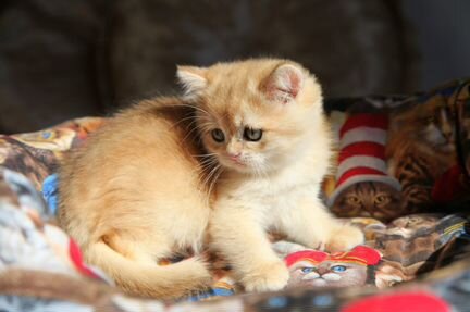 Британский котик завуалированное золото