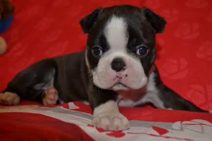 Щенки бостон-терьера