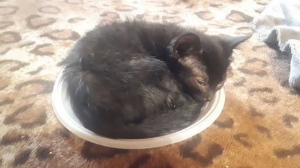 Котенок черный бесплатно 3 месяца