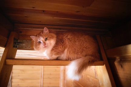 Санёк в дар