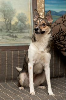 Берта - воспитанная собачка ищет семью